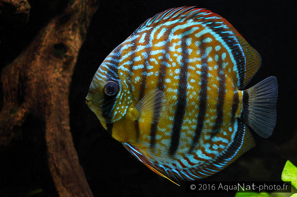 Discus sauvage Gipsy Bleu
