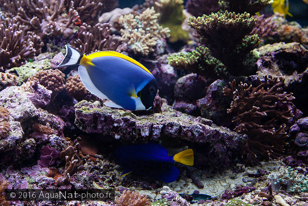 Acanthurus leucosternon - Chirurgien