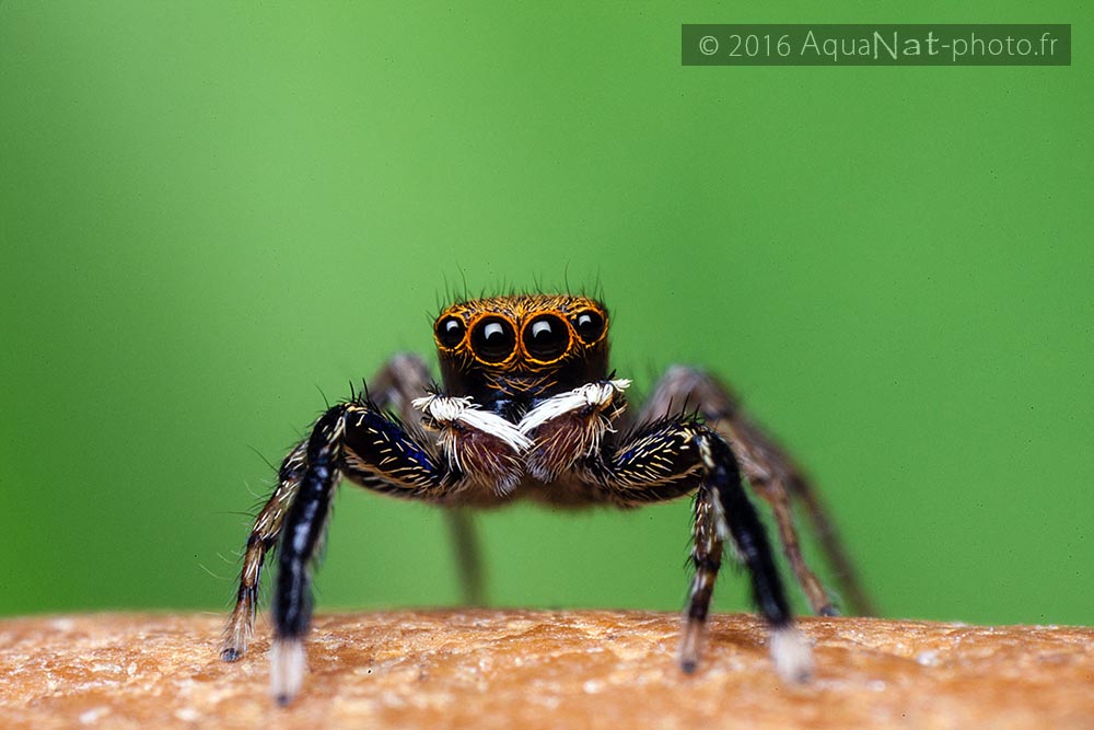 euophrys_frontalis