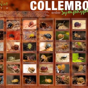 Poster Collemboles – Collection N°1 Format A1