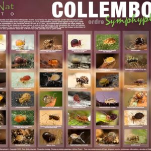 Poster Collemboles – Collection N°2 Format A1