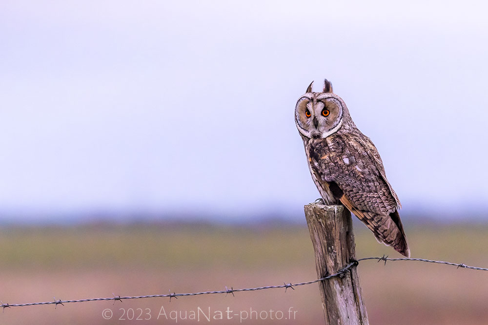 hibou moyen duc sur piquet en bois