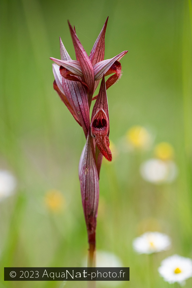 orchidée serapias dans la prairie