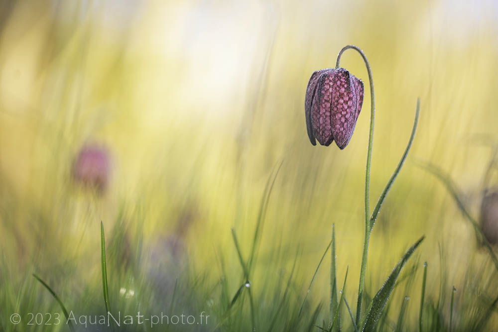 Fritillaire pintage à l'heure dorée