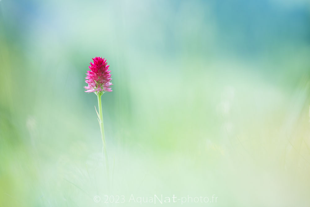 Nigritelle sauvage sur bokeh frais et doux