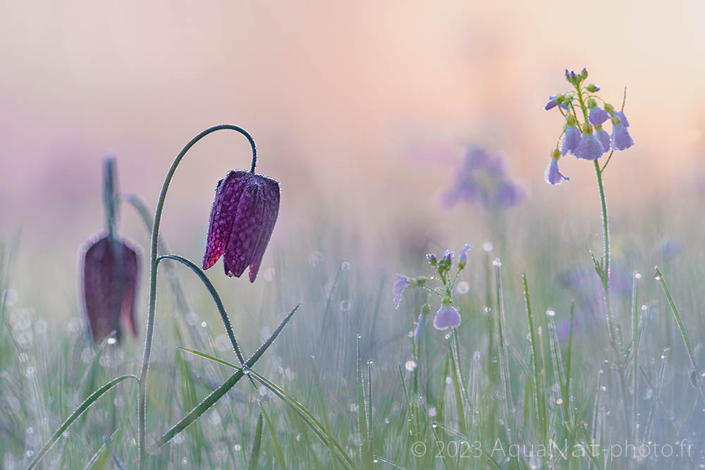 Fritillaire pintade en fleur