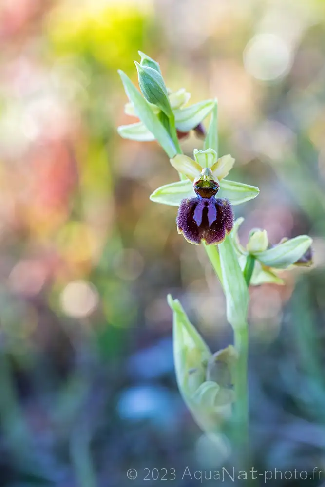 orchidée de France sur bokeh vif en couleurs