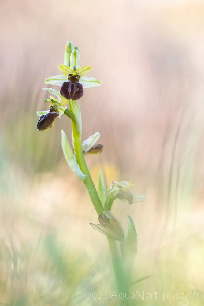 Orchidée sauvage des dunes des Sables d'Olonne