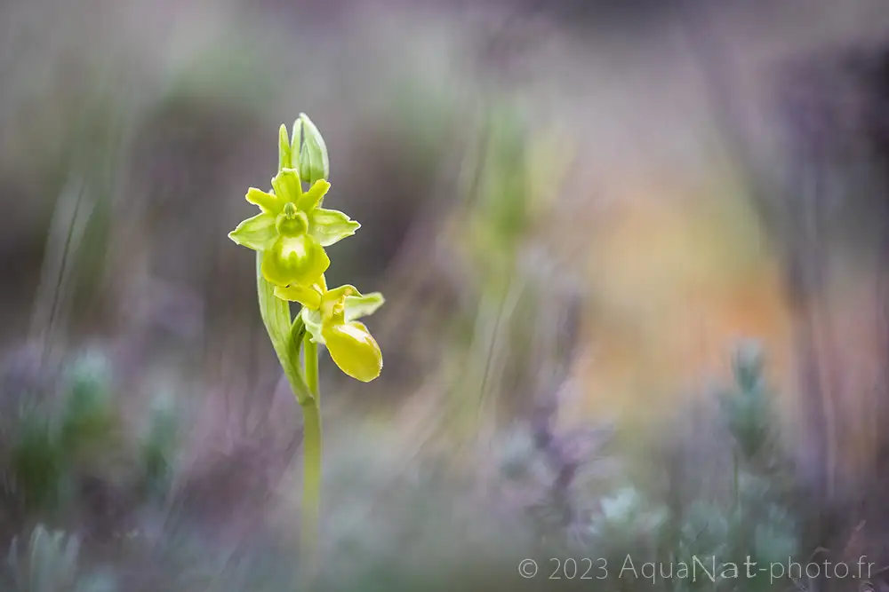 Orchidée hypochrome flou végétal nuancé de prune et orange