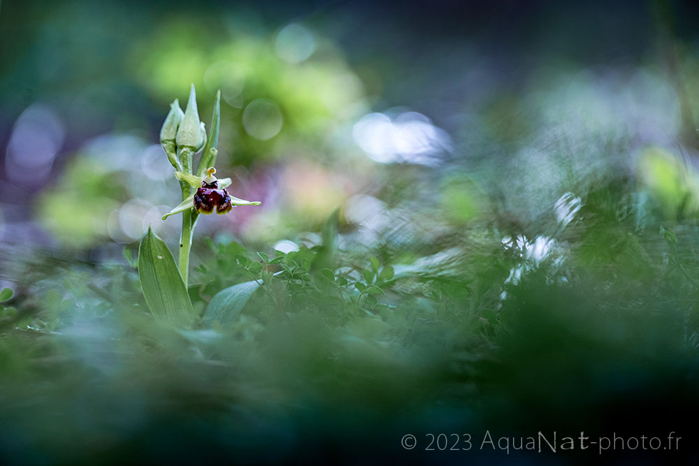Orchidée sauvage dans un environnement onirique sombre