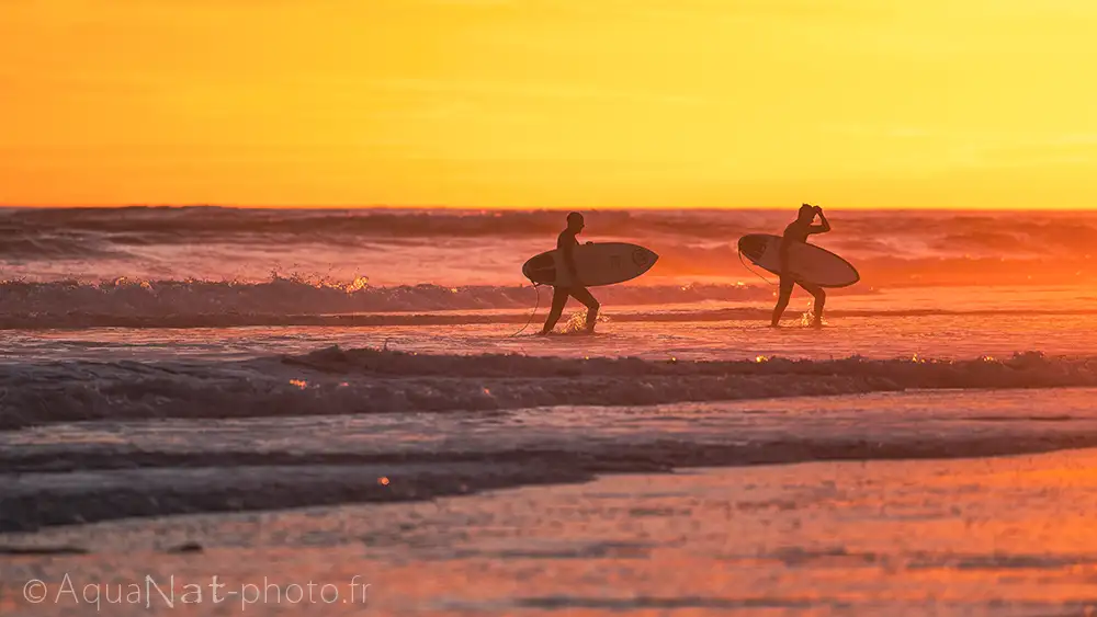 Deux surfeurs planches à la main sortent de l'eau sous un coucher de soleil ardant