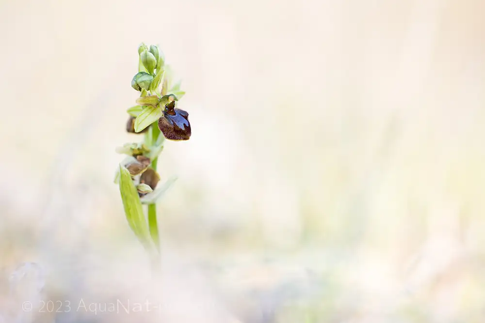 orchidée sauvage des dunes d'Olonne