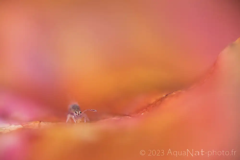 collembole dans un écrin de douceur orange