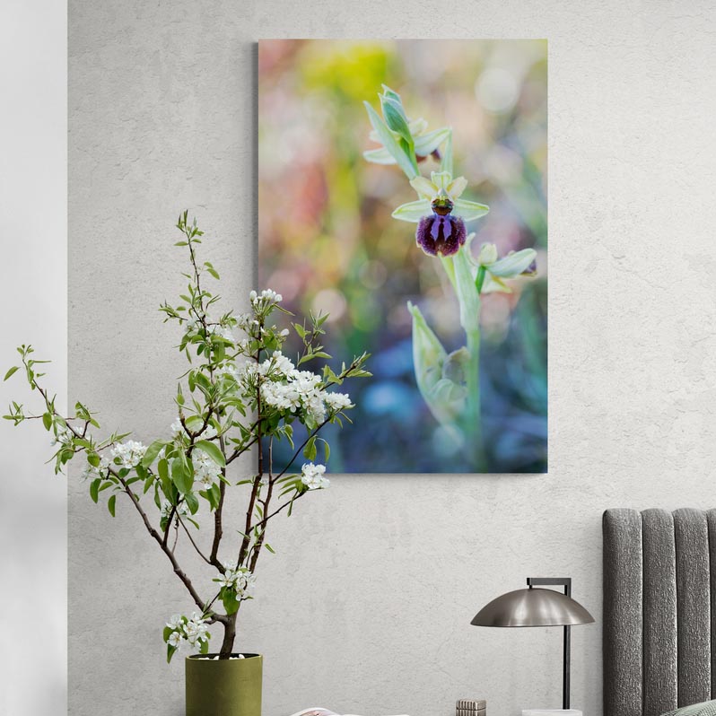 Suggestion présentation photo orchidée sauvage