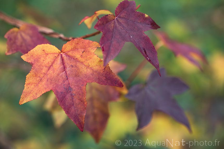 Feuilles d'automnes multicolores dans un arbre