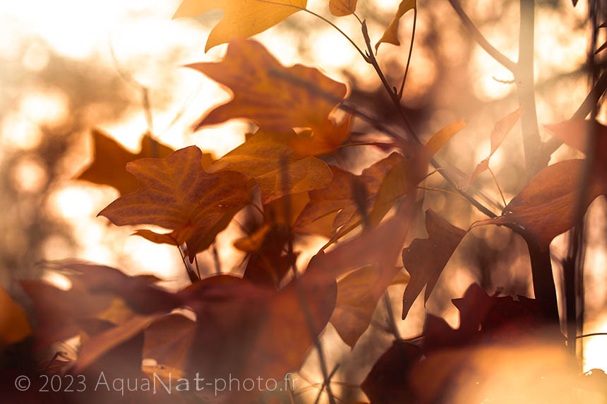 Feuille d'automne en contre jour