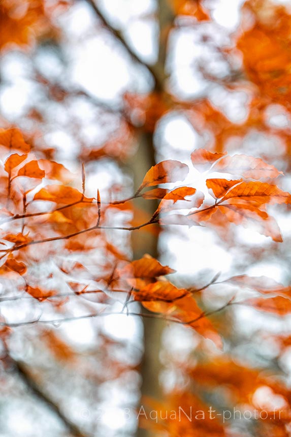 surimpression feuillage d'automne orange sur fond blanc