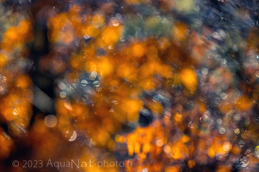 Flares et flou de l'automne, impression rêveuse