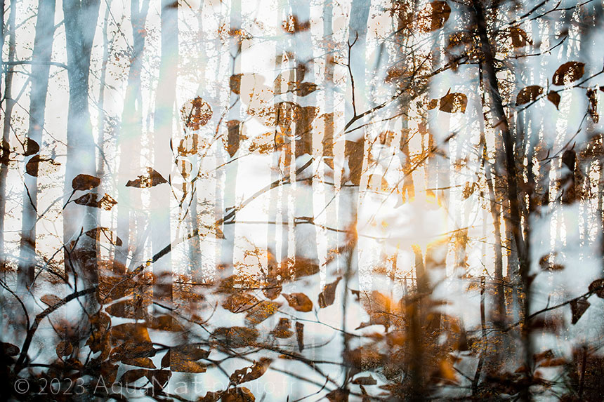 Surimpression onirique de la forêt