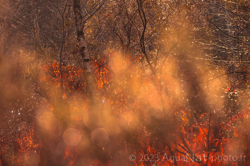 flou, flares, feuillage d'automne pour une ambiance onirique