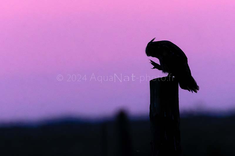 Silhouette du Hibou Moyen Duc sur fond de coucher de soleil rose