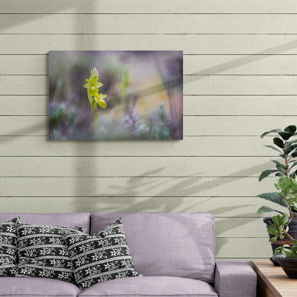 Orchidée sauvage hypochrome dans un univers onirique