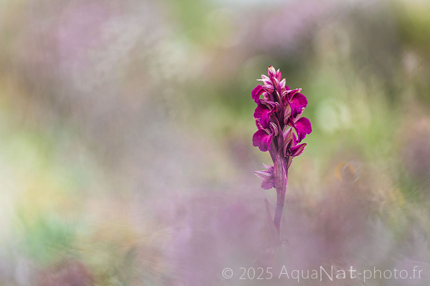 Hybride naturelle d'orchidée sauvage photographie d'art