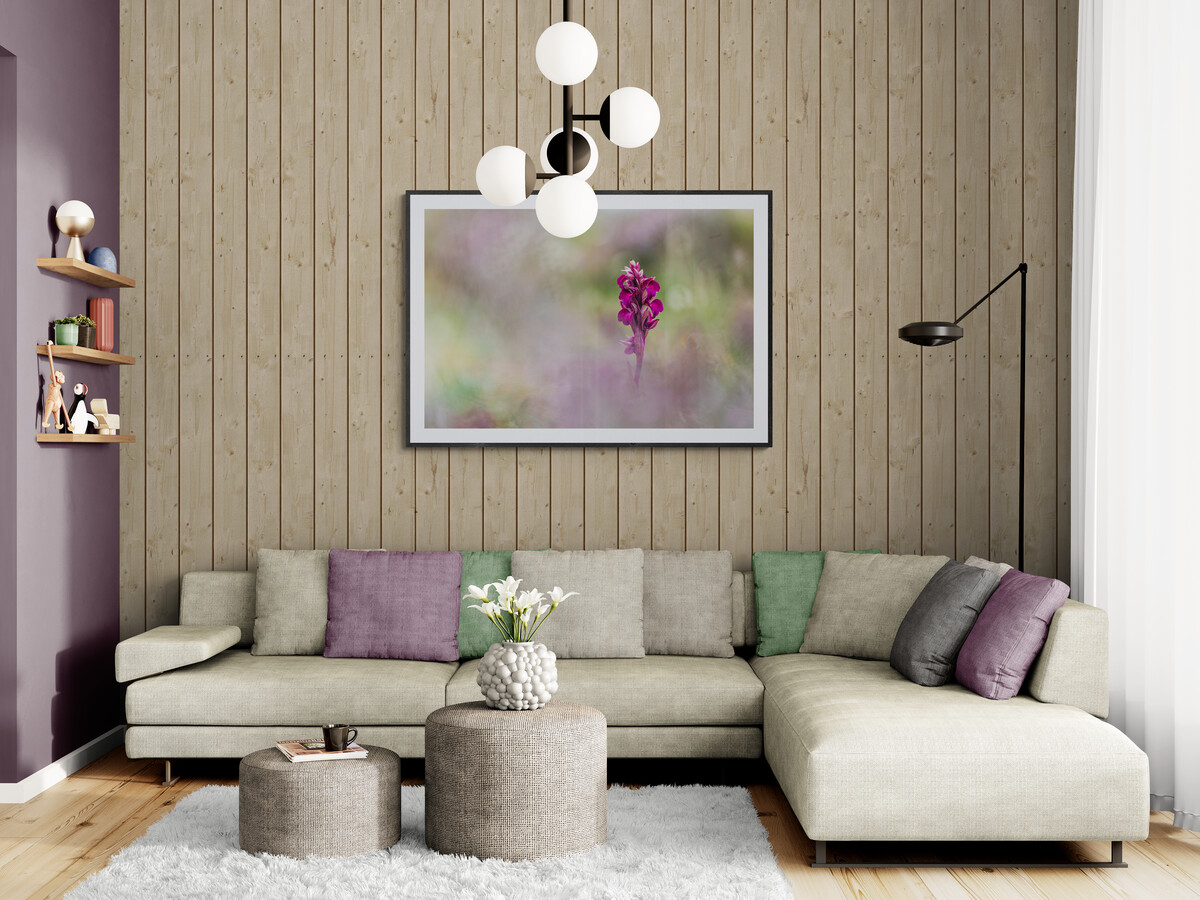 Fleur d'orchidée sauvage dans son environnement naturelle, sous cadre et tirage d'art
