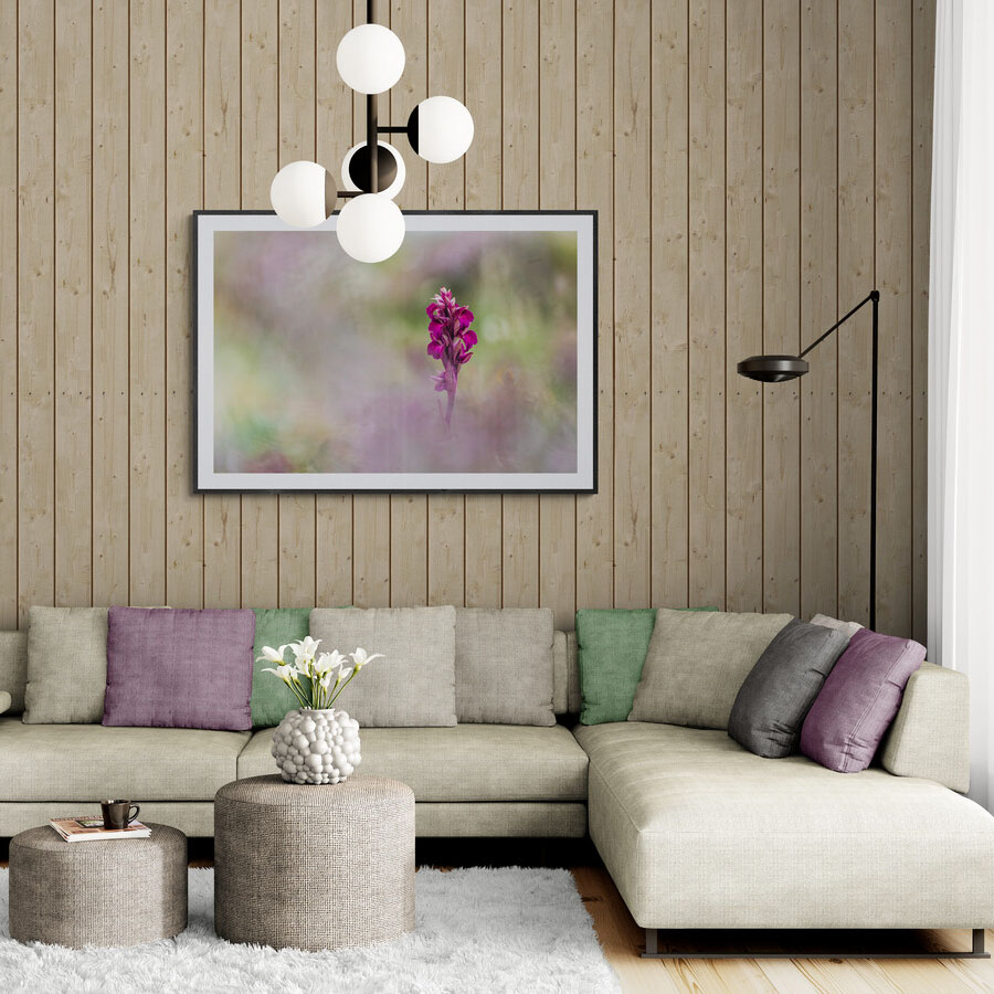 Fleur d'orchidée sauvage dans son environnement naturelle, sous cadre et tirage d'art