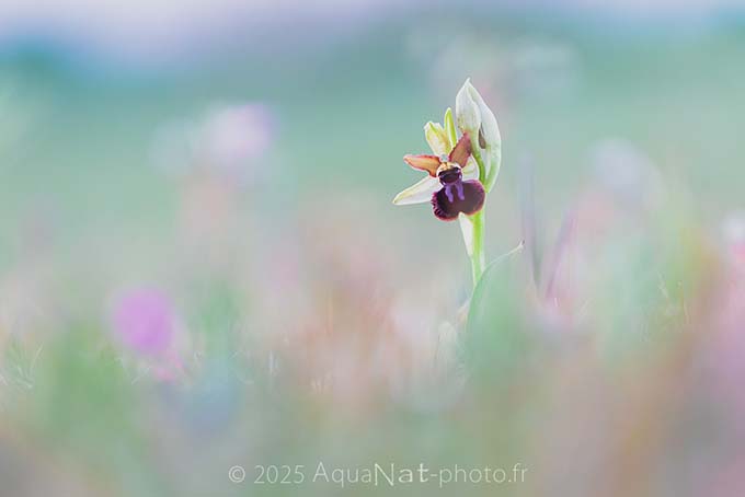 Photo d'Orchidée sauvage de vendée style aquarelle, pastelle, douce