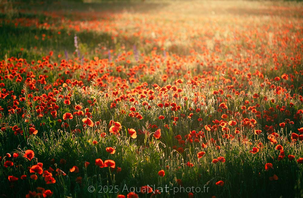Champ de coquelicots dans une magnifique contre jour du coucher de soleil