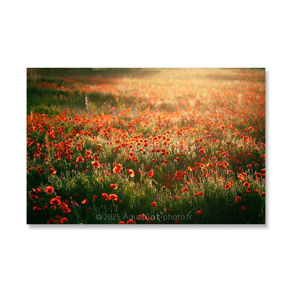 Ambiance de rêve et poétique au soleil couchant sur un champ de coquelicots