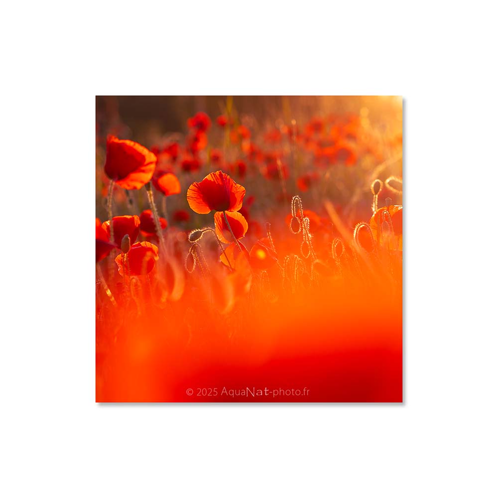 Vue sur un ensemble de coquelicot à contre jour dans une lumière dorée