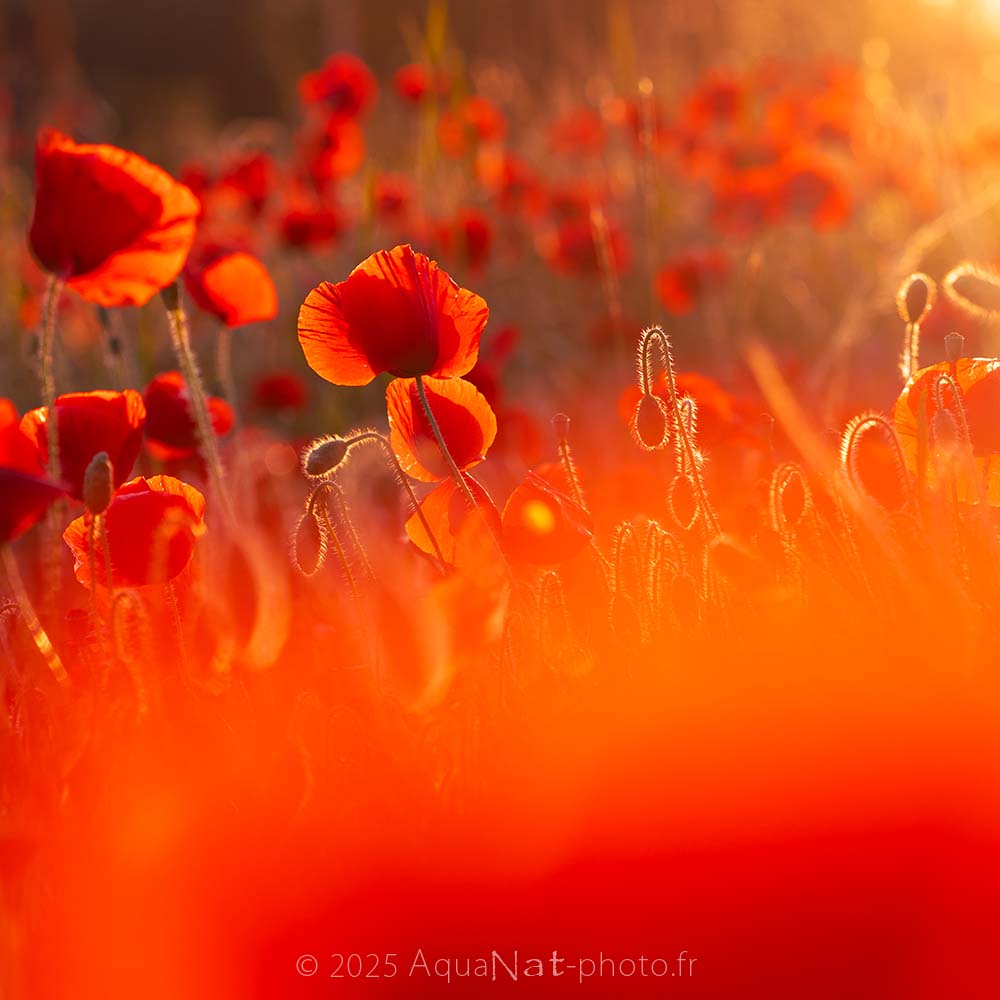 ambiance dorée et poétique d'un petit ensemble de coquelicot dans la lumière du soleil