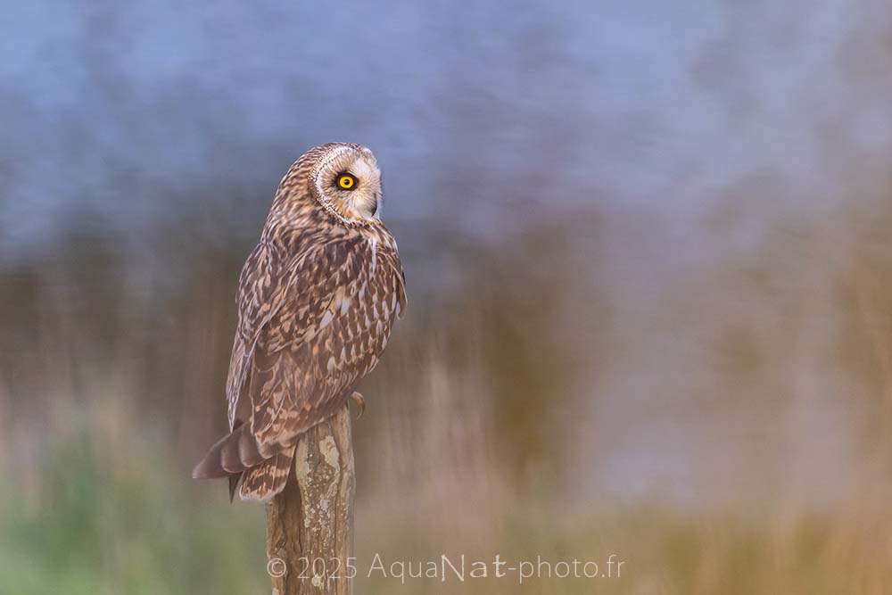 Hibou des marais au regard jaune vif dans une ambiance douce et épurée