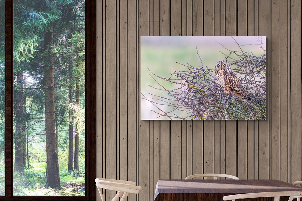 Tableau photo d'un hibou des marais de type dibond accroché au mur, bois huilé