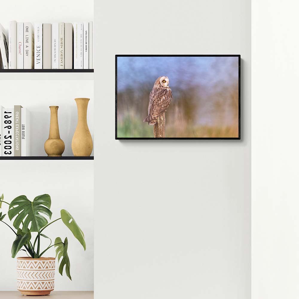 Suggestion de présentation tirage d'art hibou des marais