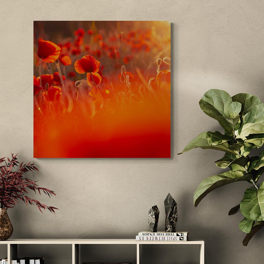 Suggestion de présentation : cadre photo Lumière chaude qui traverse les coquelicots délicats, ambiance d'amour et de poésie