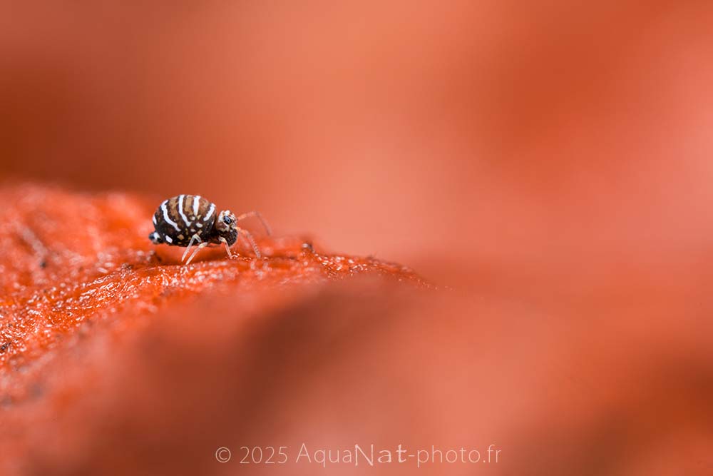 Ambiance rouge épurée mettant en lumière la microfaune des collemboles