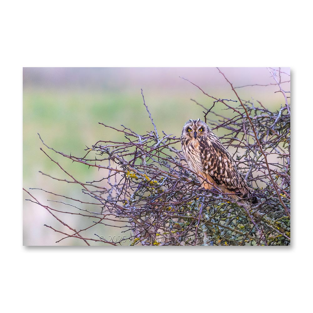 Portrait du Hibou des marais de Vendée lors d'une douce soirée à l'ambiance pastelle dans un buisson épineux