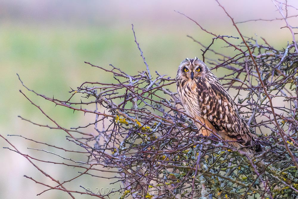 Hibou des marais de Vendée posant de trois quart regard de face dans une ambiance pastelle