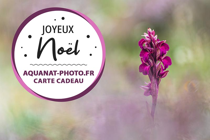 Carte cadeau message joyeux noël sur fond d'orchidée sauvage photo artistique