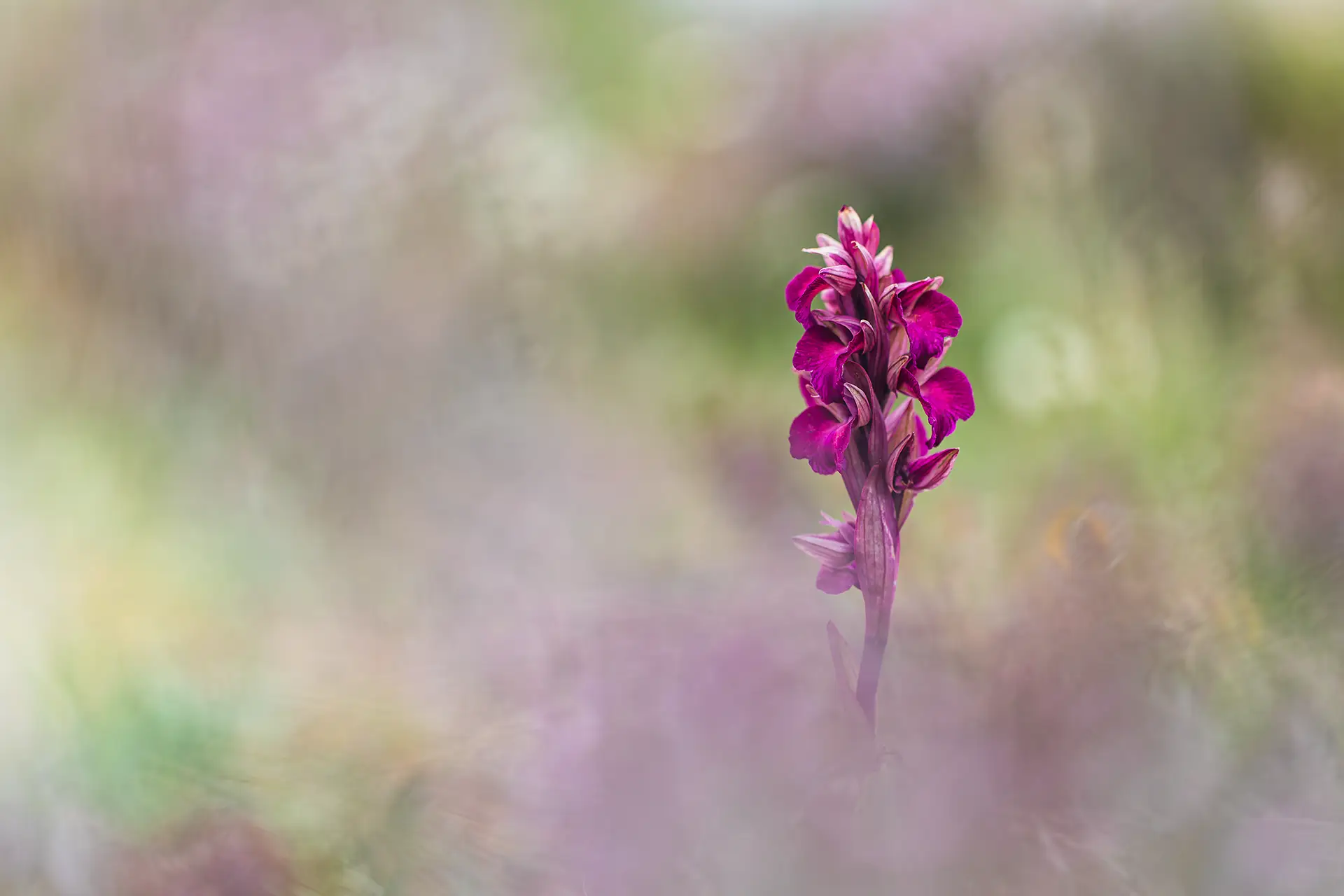hybride orchidée intergénérique Serapias Anacamptis, médaille botanique 2025 FPF