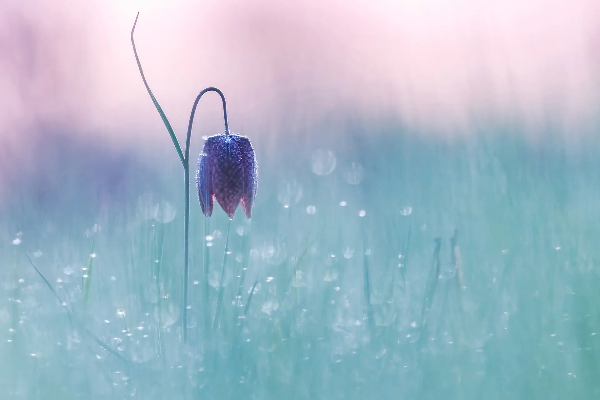 Fritillaire d'anjou, au lever du soleil, teintes pastelles et rosée
