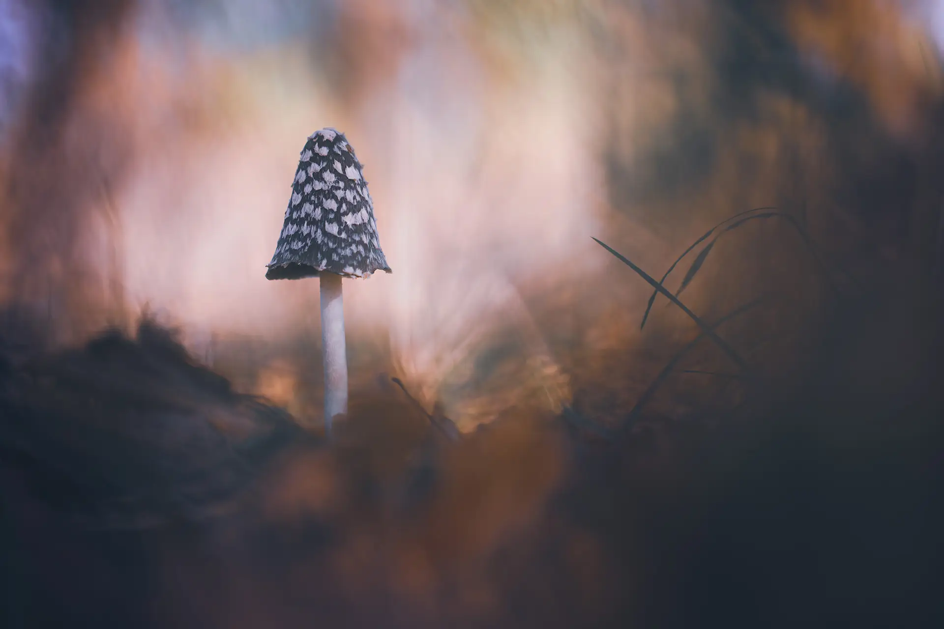 champignon en sous bois