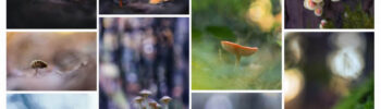 mosaïque de photos poétiques et artistiques pour illustrer les stages photos Aquanat