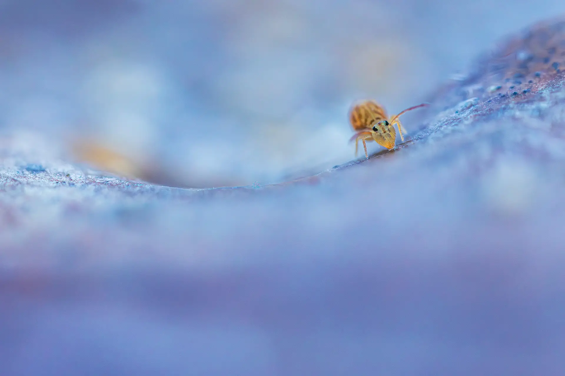 photo minimaliste collembole tons froids